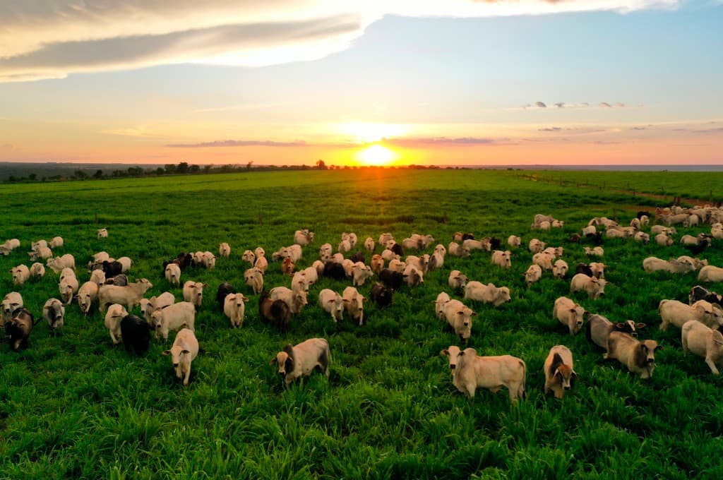 Rebanho em pastagem ao pôr do sol — OxOk